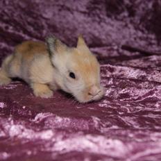 Kanin CervinaGaard's BellaDonna