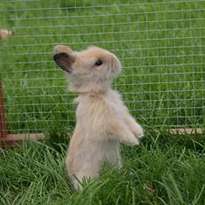 Kanin CervinaGaard's BellaDonna