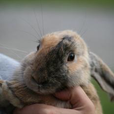 Kanin - Skovly's Happy.. Sov sødt skat.