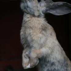 Kanin - Skovly's Happy.. Sov sødt skat.