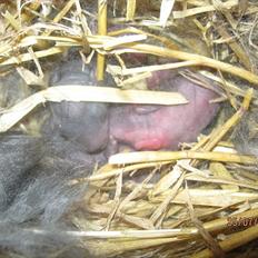 Kanin Stald Antons Toffifee