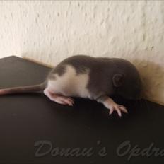 Tamrotte *Donau´s A Miracle Of Ice*