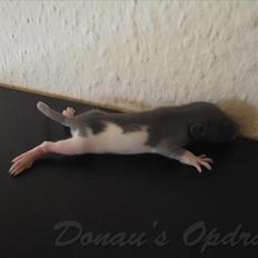 Tamrotte *Donau´s A Miracle Of Ice*