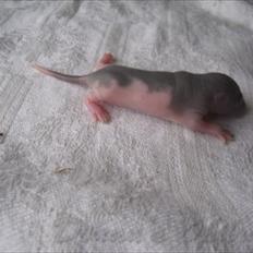 Tamrotte *Donau´s A Miracle Of Ice*