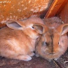 Kanin Unavngivet - Puttetrolden <3 *SOLGT*