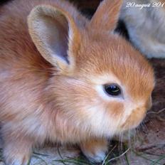 Kanin Unavngivet - Puttetrolden <3 *SOLGT*