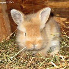 Kanin Gizmo - Slikke fidusern <3