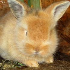 Kanin Gizmo - Slikke fidusern <3