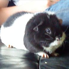 Marsvin panda pjuske (lillebrors)