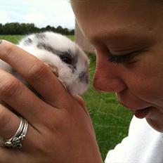 Kanin Stald Hackz Apache 