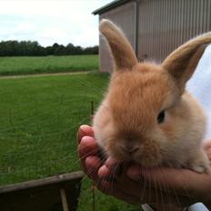 Kanin Stald Hackz Breeze  Sov sødt tøs<3 ;'( R.i.p.