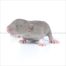 Tamrotte *Lux Soulstealer (Sjælestjæler)*