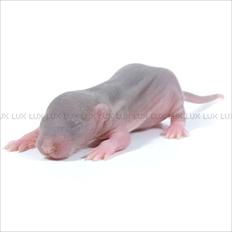 Tamrotte *Lux Soulstealer (Sjælestjæler)*