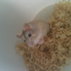 Dværghamster Pelle