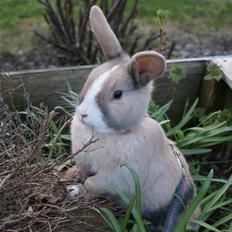 Kanin Ziggy's Nala |Solgt|