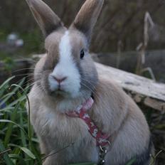 Kanin Ziggy's Nala |Solgt|