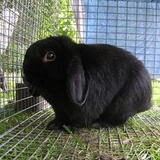 Kanin Pandahulens Hubert - dværgvædder