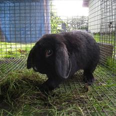 Kanin Pandahulens Hubert - dværgvædder