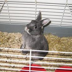 Kanin Fister - hermelin