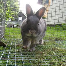 Kanin Fister - hermelin