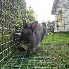 Kanin Fister - hermelin