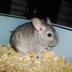 Chinchilla Victor.