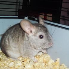 Chinchilla Victor.