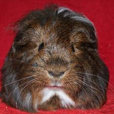 Marsvin Koreskas NEW HIAWATHA