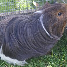 Marsvin Koreskas NEW HIAWATHA