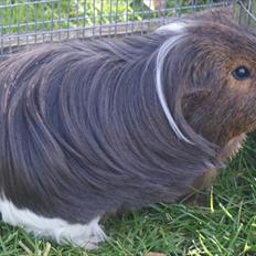 Marsvin Koreskas NEW HIAWATHA