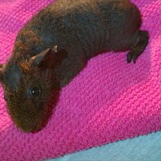 Marsvin Betty Boop (Tullemus)