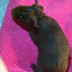 Marsvin Betty Boop (Tullemus)