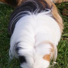 Marsvin Koreskas PICCOLINE