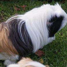 Marsvin Koreskas PICCOLINE