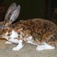 Kanin "godsets" t-rex predator (rex)