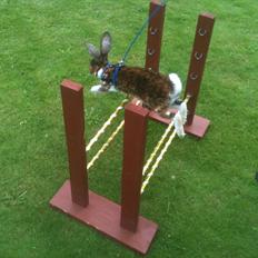 Kanin "godsets" t-rex predator (rex)