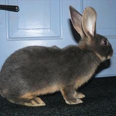 Kanin Snöflingans Blue Da Ba Dee