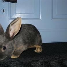 Kanin Snöflingans Blue Da Ba Dee