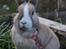 Kanin Ziggy's Nala |Solgt| - Velkommen til Nalas profil :)