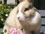 Kanin Ziggy's Nala |Solgt|
