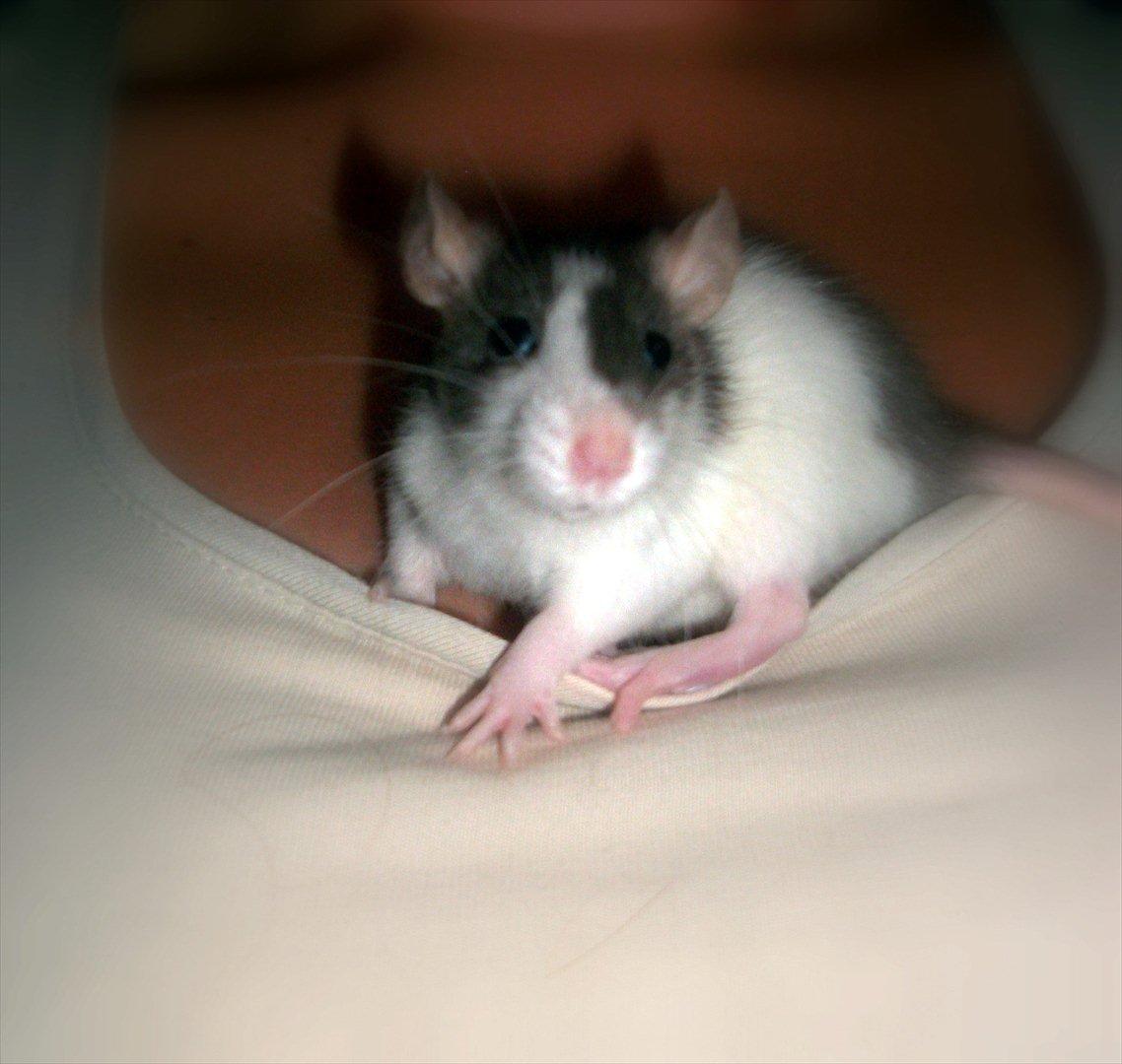 Tamrotte Ayo billede 2