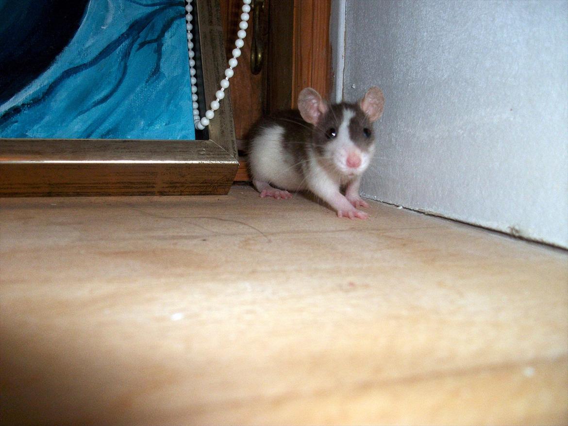 Tamrotte Ayo billede 4