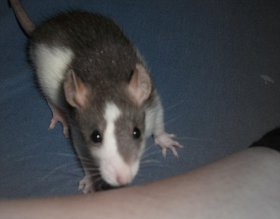 Tamrotte Ayo billede 5