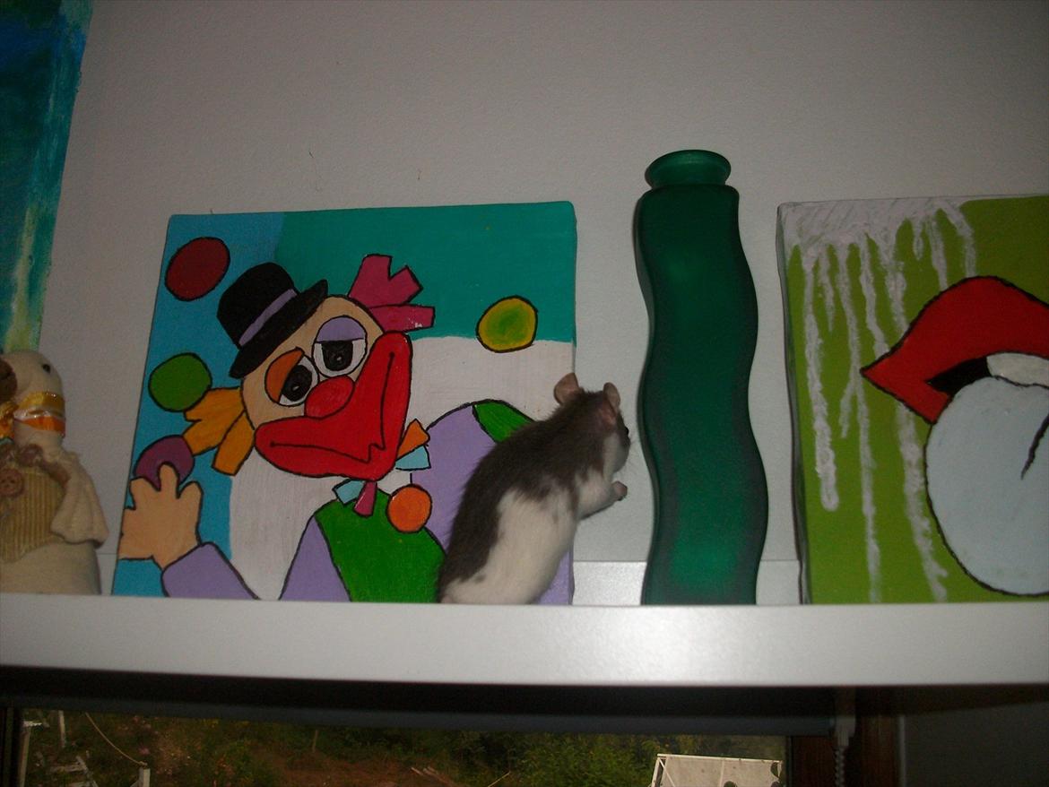 Tamrotte Ayo billede 6