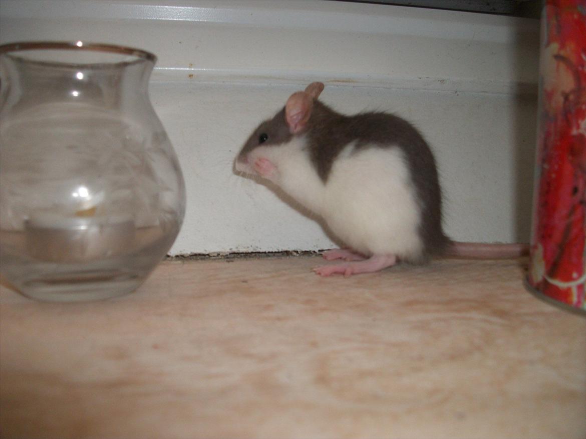 Tamrotte Ayo billede 7