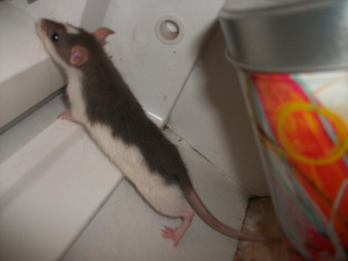 Tamrotte Ayo billede 8