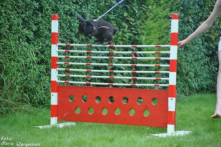 Kanin Milkas Ch. Koma Karma Kosmos - Koma hopper højde <3 billede 16