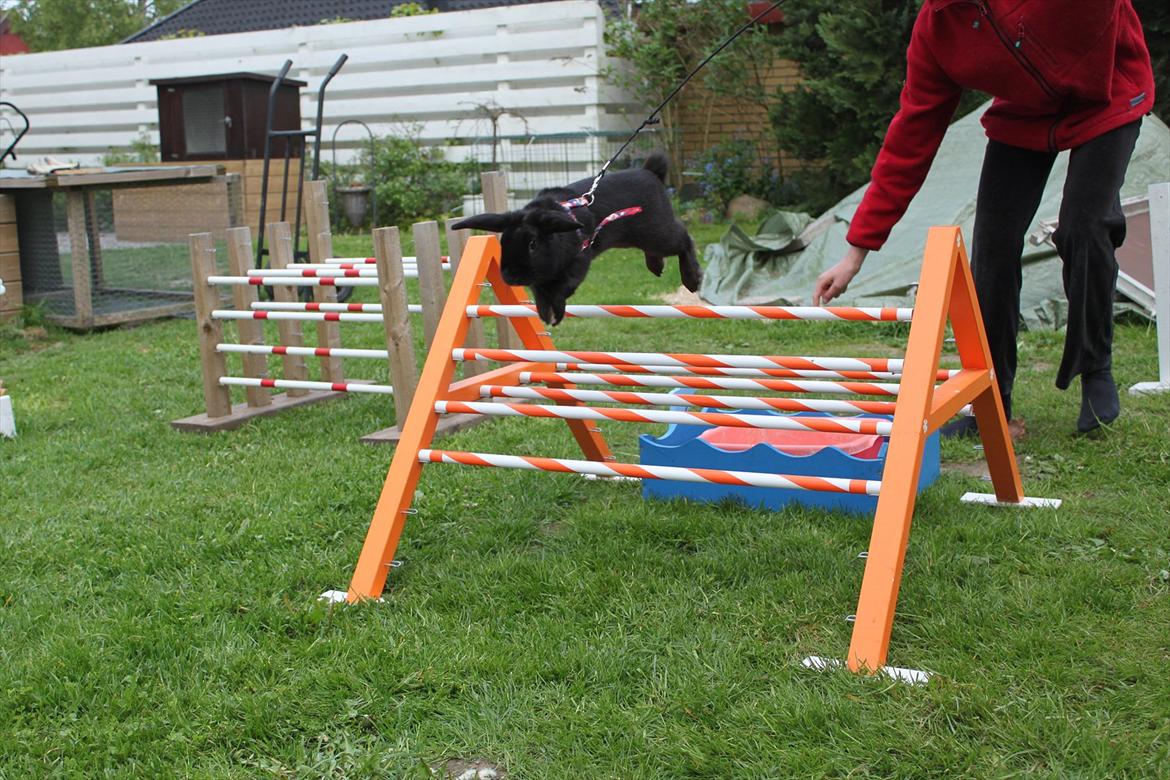 Kanin Milkas Ch. Koma Karma Kosmos - Fotograf: Stine Jensen billede 17