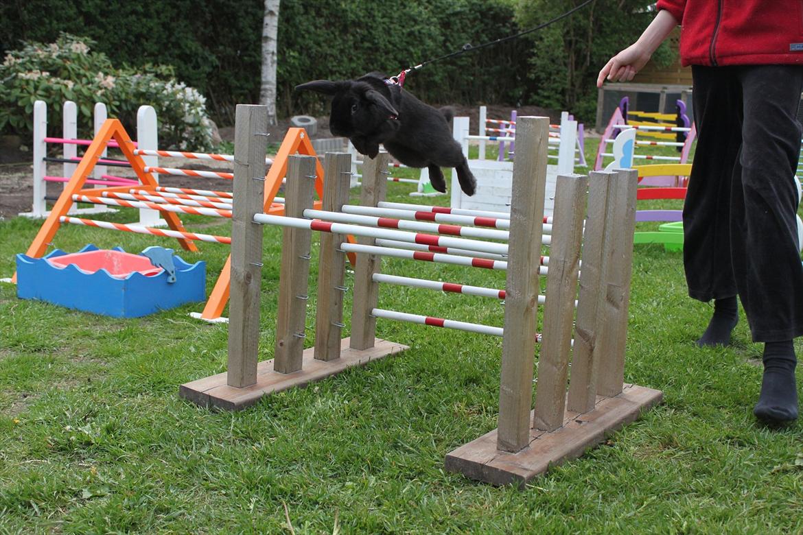 Kanin Milkas Ch. Koma Karma Kosmos - Fotograf: Stine Jensen billede 12