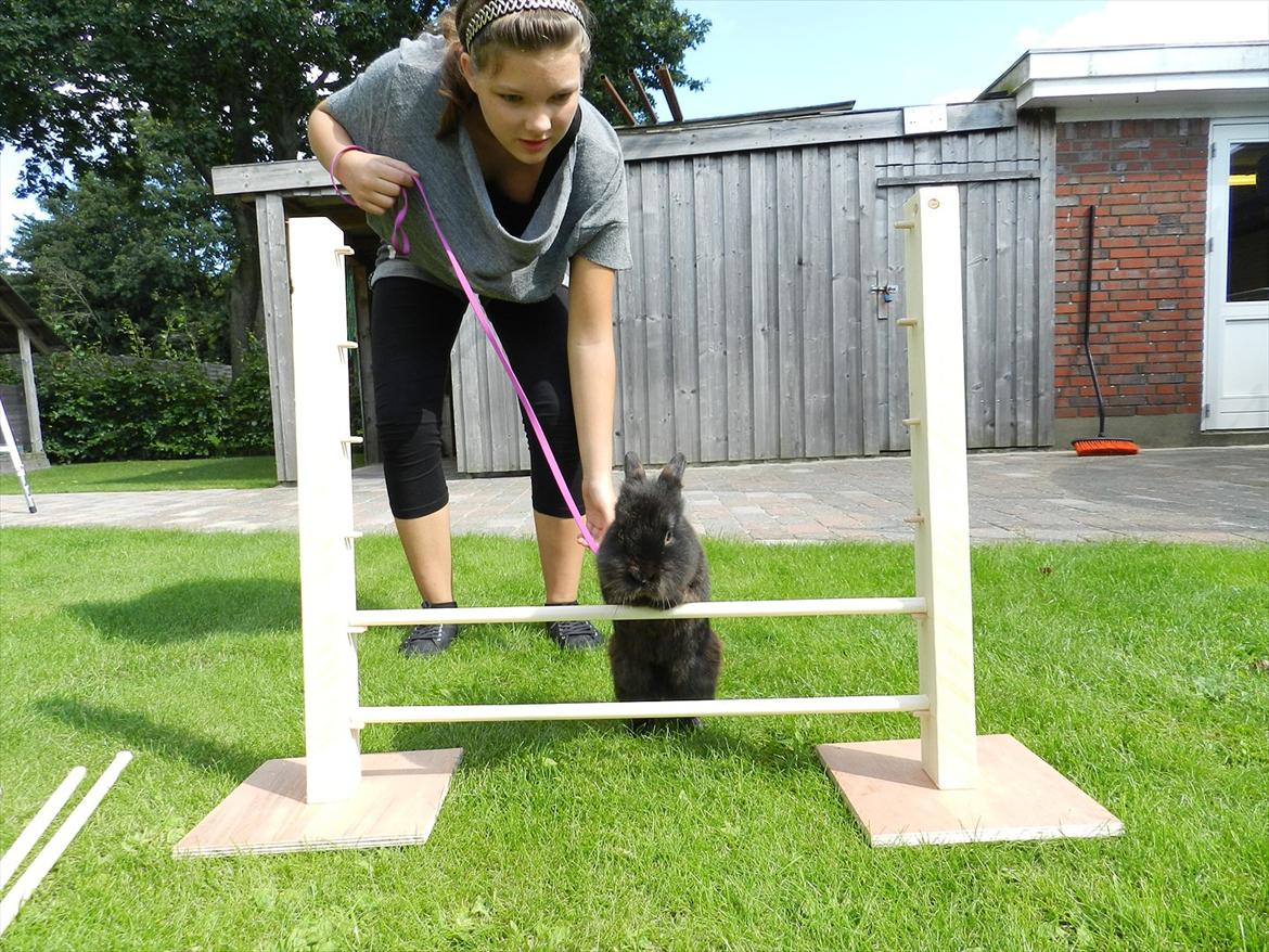 Kanin Speedy Cornsarles (forsvundet) :´( - Speedy tester det nye spring (: billede 9